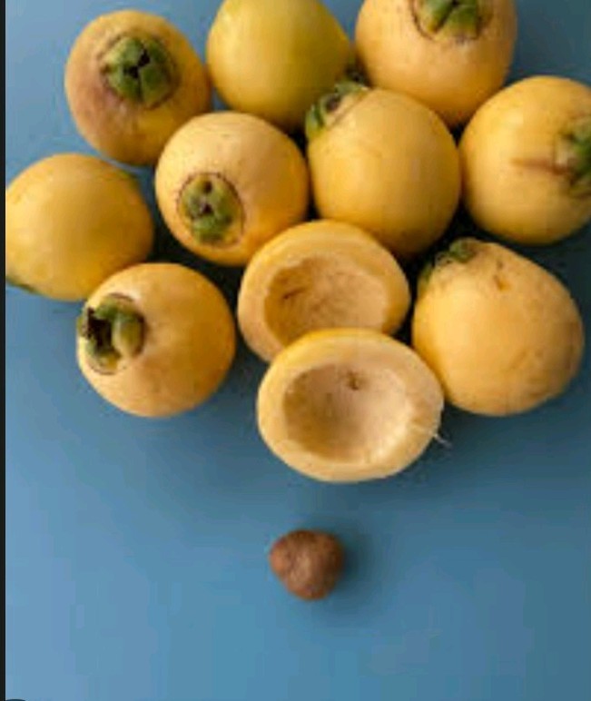 12 organic rose apple seeds Fruit Syzygium Jambos fresh seeds