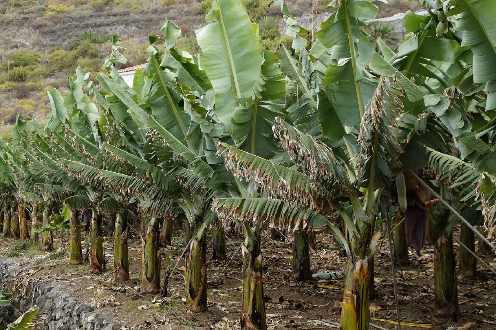 Dwarf Banana Tree {Musa x p.} Organic 2026 Harvest 5 seeds Free Shippining!