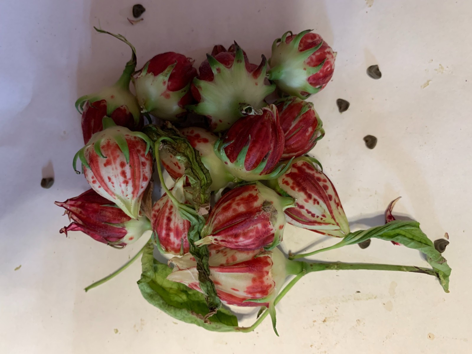 50 Variegated Roselle, Jamaican Sorrel Seeds – Marbled Hibiscus Jewels!
