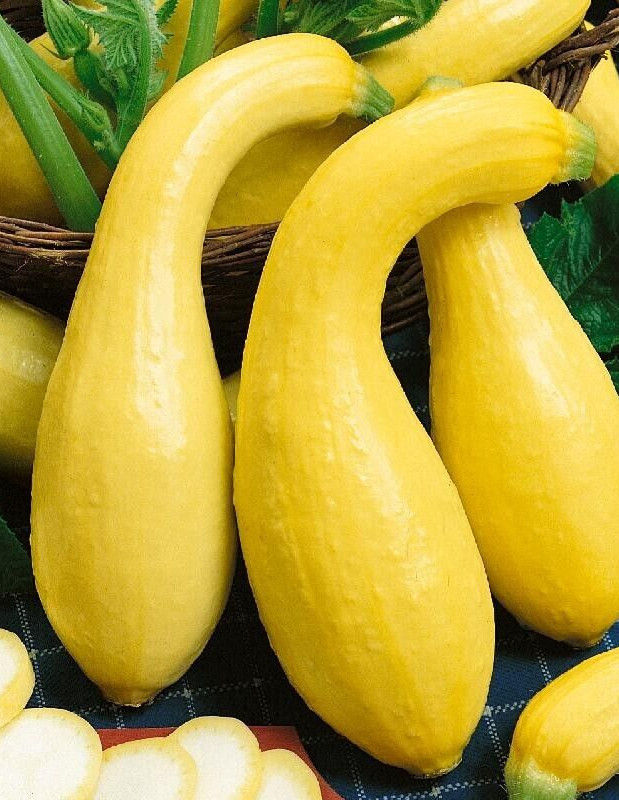 20 Quality Fresh Early Summer Crookneck Summer Premium Squash Seeds-A 25