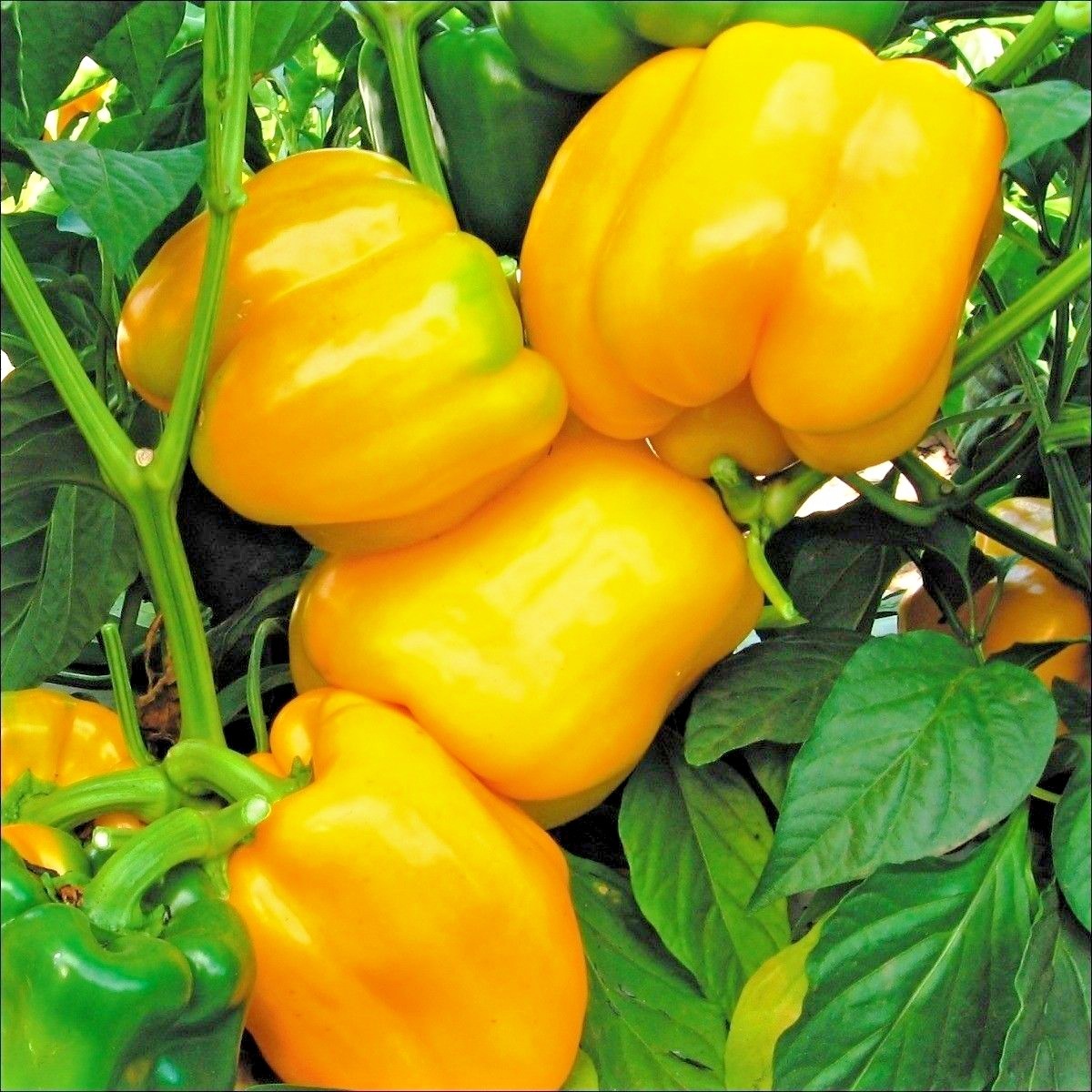 101+SUNBRIGHT Yellow Sweet BELL PEPPER Seeds Organic Vegetable Garden Container