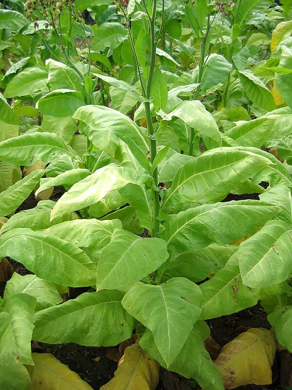 1000 L’Assomption Tobacco Seeds ~ Filler Type Heirloom Non-GMO Nicotiana Tabacum