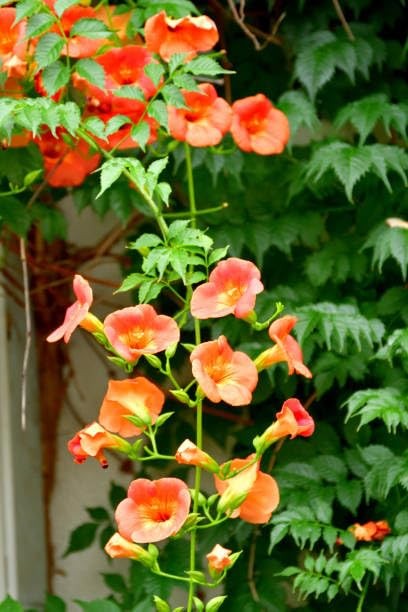 Trumpet Vine Seeds for Planting 300+ Seeds, Mix Color, NonGMO Heirloom, Trum…