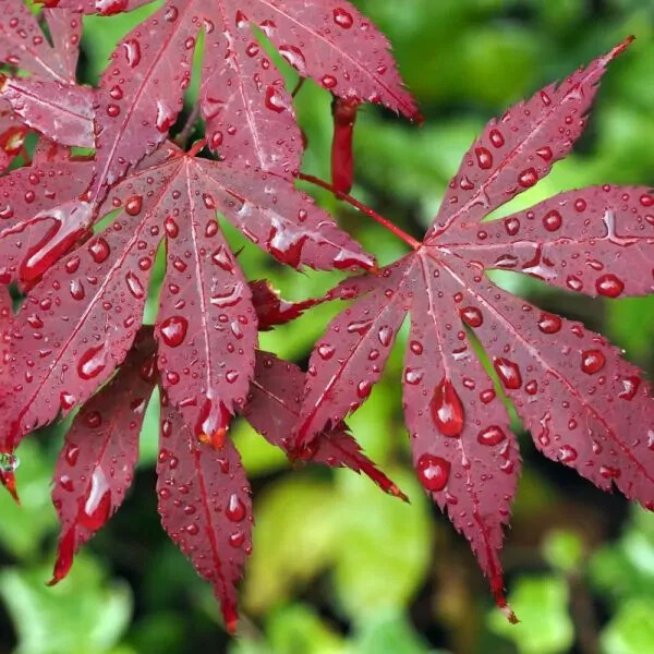 25pcs Red Japanese Maple Seeds, Acer (Palmatum Atropurpureum)