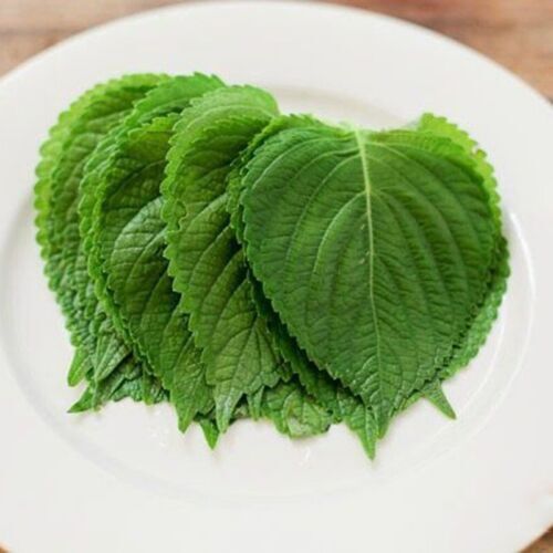 KOREAN SHISO HERD SEEDS (PERILLA), RAU MÈ HÀN QUỐC, 들깨 깻잎, 紫蘇 シソ