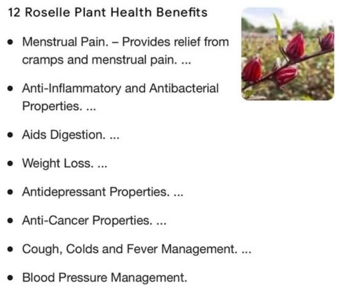 50+Roselle Seeds Asian Sour Leaf Red Sorrell Florida Cranberry Jamaican Tea USA