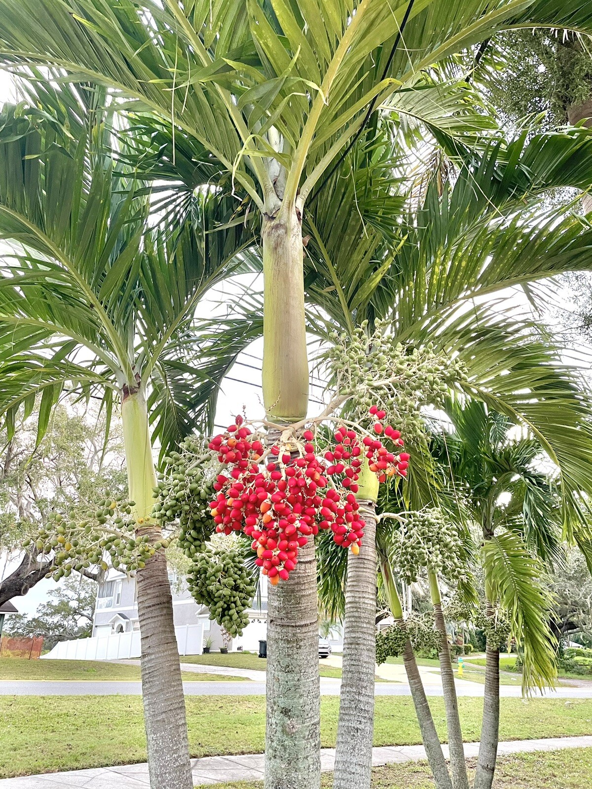 15 Seeds Christmas Manila Palm Tree Adonidia merrillii live tropical plants