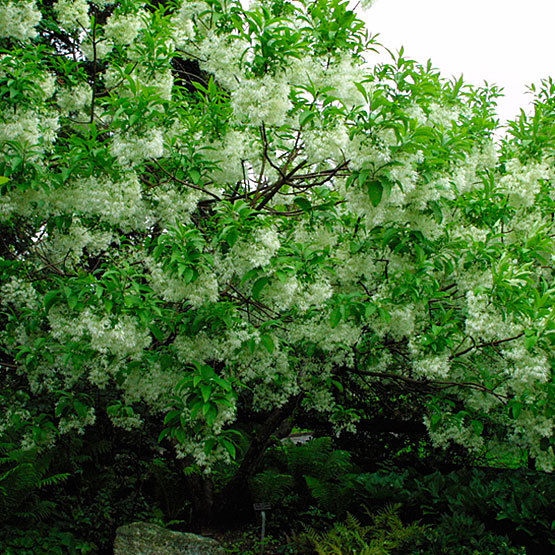White Fringe Tree, Chionanthus virginicus, Seeds (Showy, Fall Color)