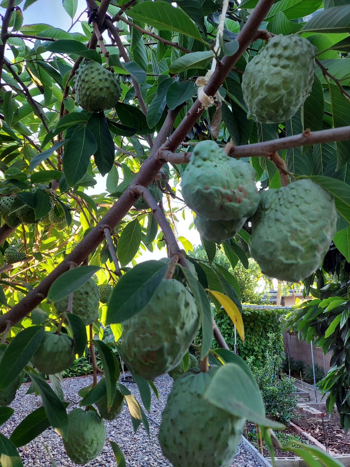 Organic Australia Cherimoya 60 Seeds.