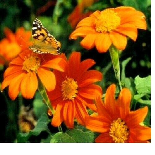 65+ Mexican Torch Orange Sunflower Seeds by my, Brooklyn Botanical Garden’sClub!