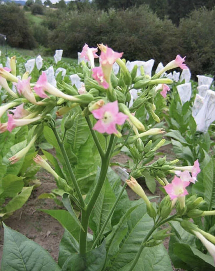 Tobacco seeds Habana #608 Tobacco Naturally grown .5 Grams Aprx 5000 Ct.
