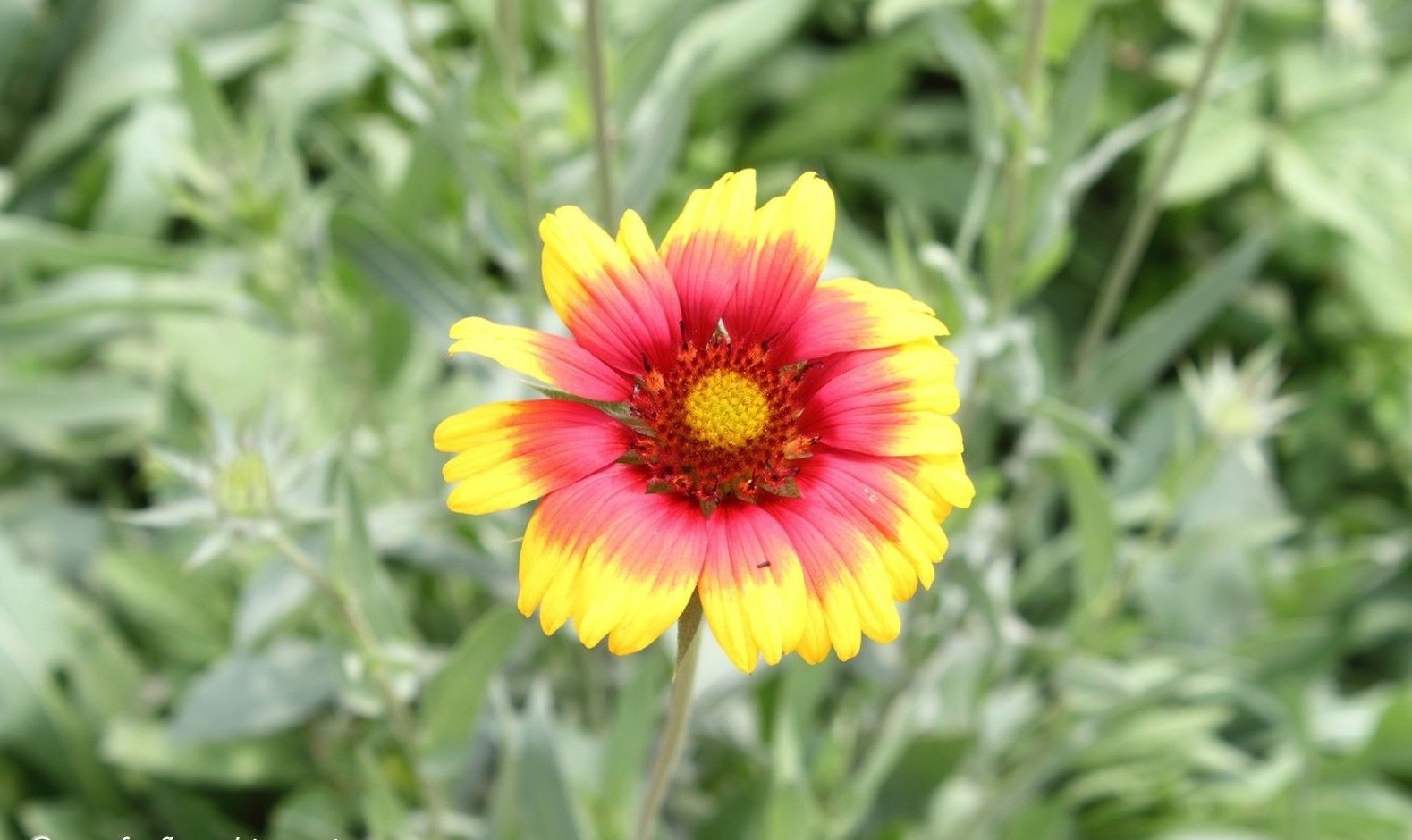 201+BLANKET FLOWER Seeds Native Wildflower Perennial Drought Heat Container Easy