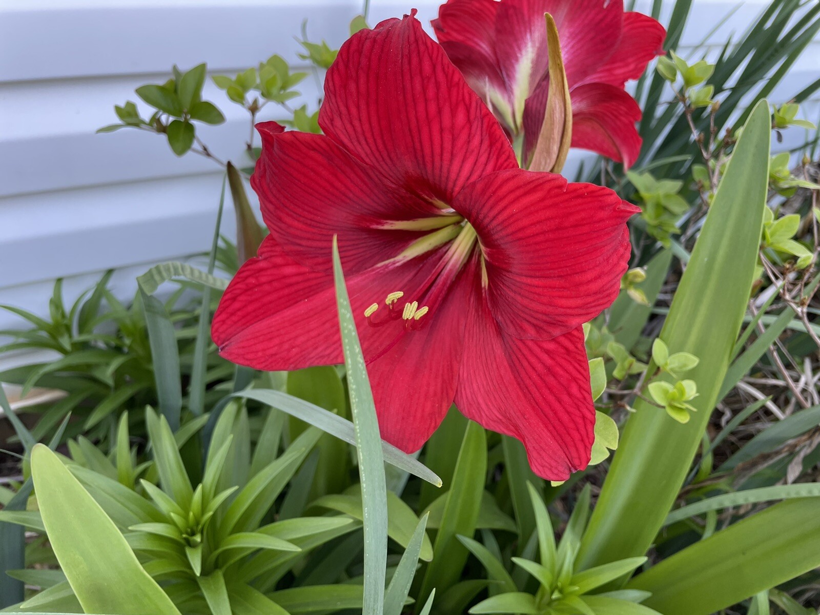 30+ SEEDS BEAUTIFUL !!!! Red Giant Amaryllis Hippeastrum