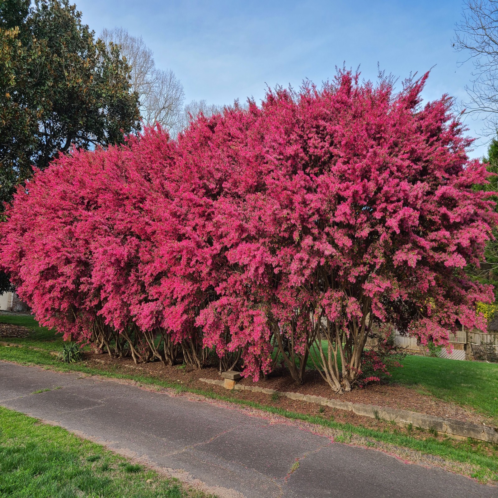 CRAPE MYRTLE TREE SEEDS Crepe (Lagerstroemia Indica) Fast Lilac Flower Plant