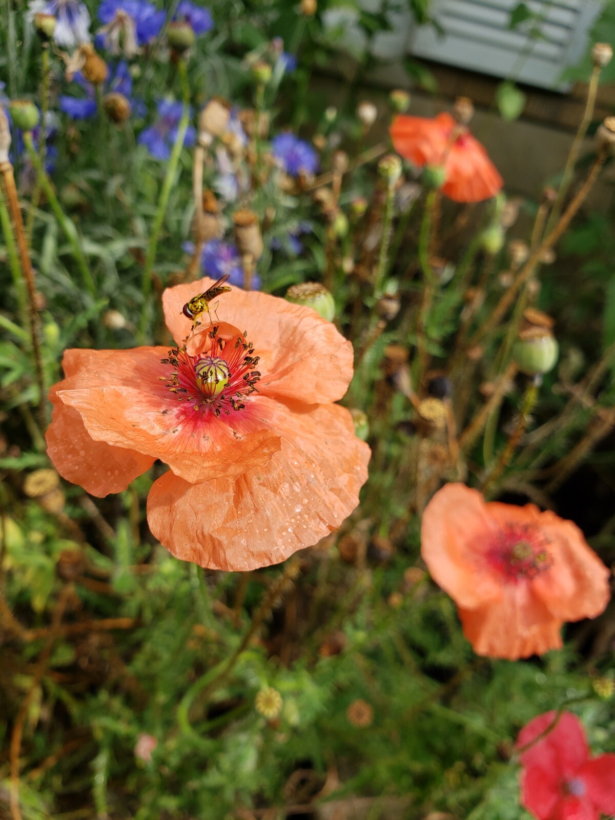 Mixed Poppy Seeds Several Varieties 100-200 Count *Free Shipping*
