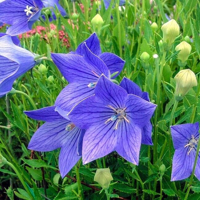 BALLOON FLOWER (Platycodon Grandiflorus) – 200+ MIXED COLOR SEEDS – LOOK!