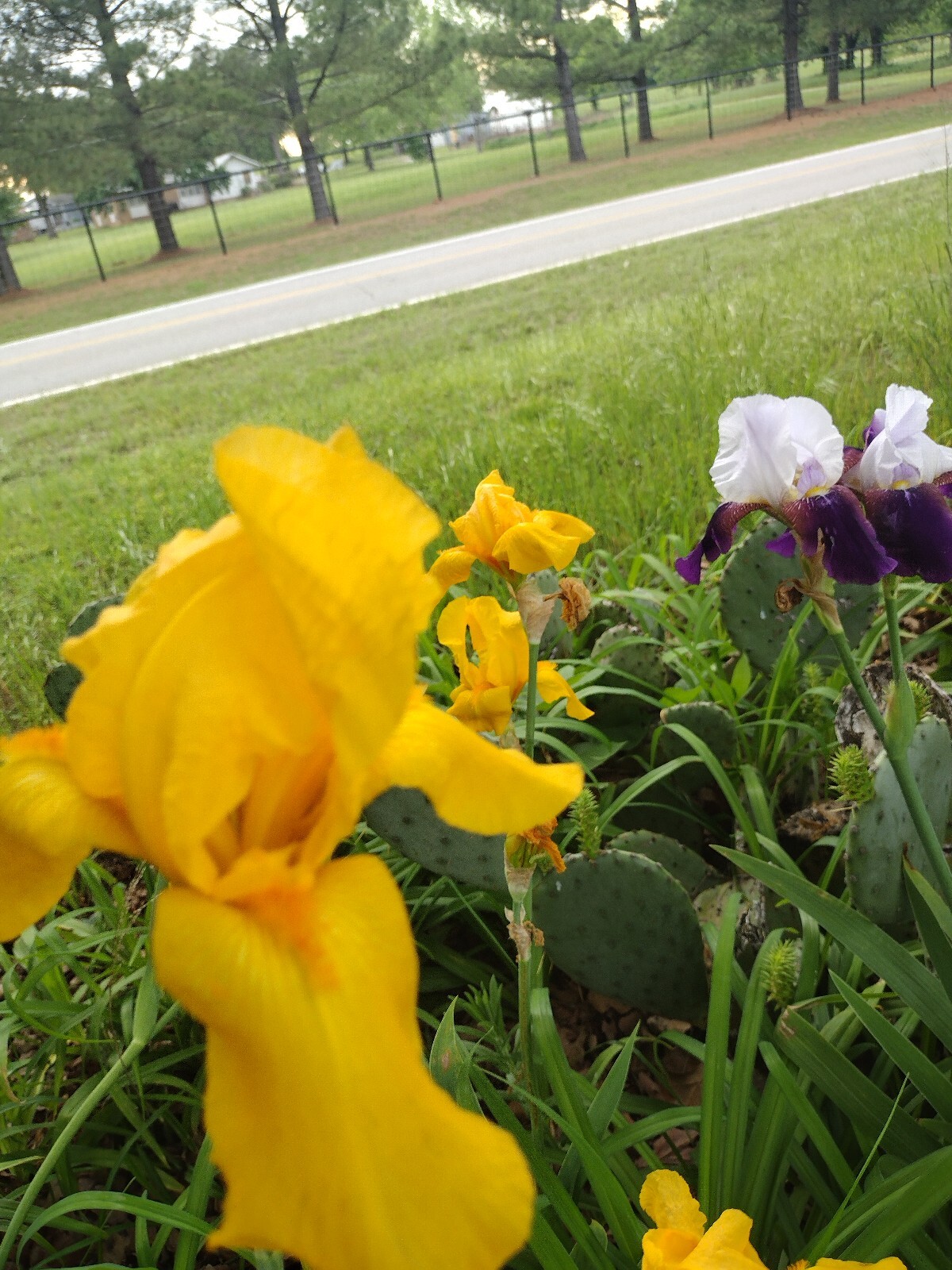 30x Fresh Bearded Iris Rhizomes Mixed Varieties