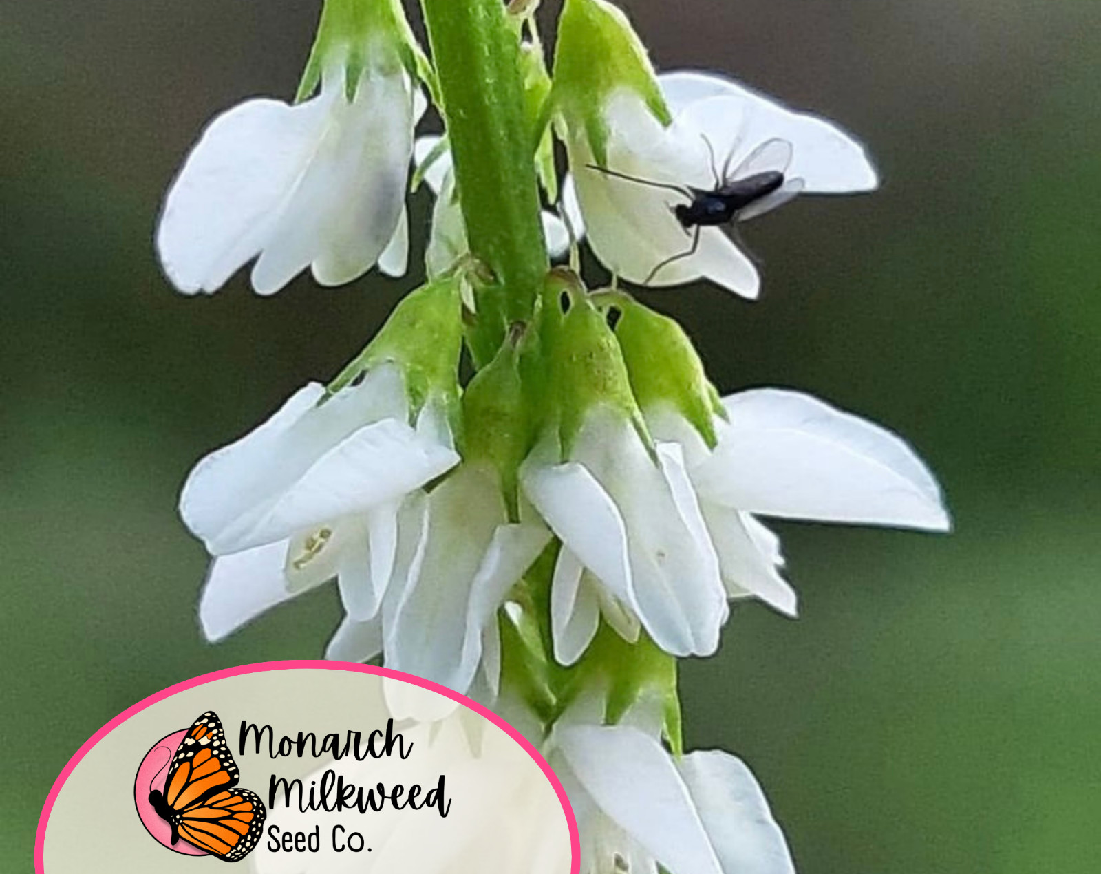 5400+ White Sweet Blossom Clover Seeds | Flower Garden Seed for Pollinator Bees