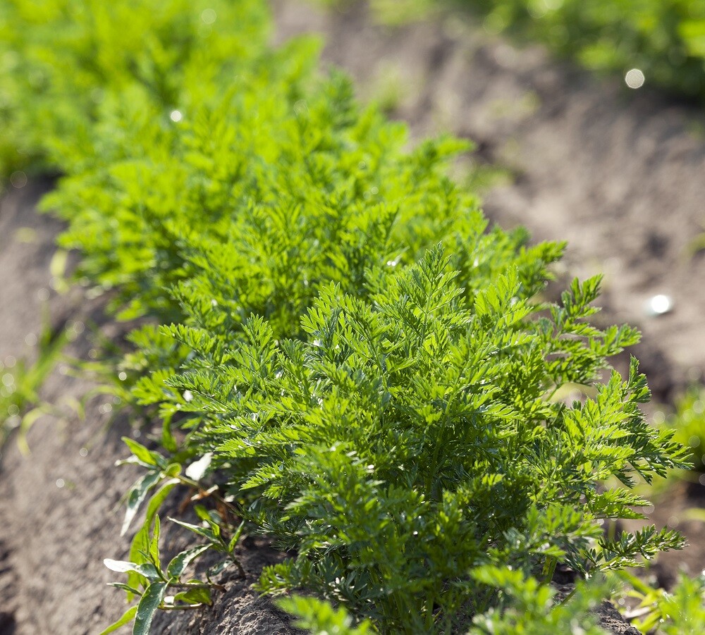 Carrot MICROGREEN Seeds | Non-GMO | Heirloom | Seeds for Sprouting