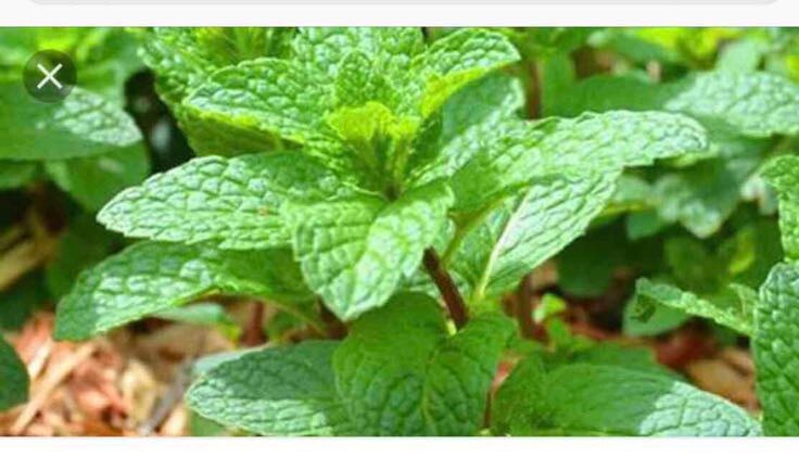 3 Bags Vietnamese Mint Rau Hung Lui Easy to Grow, Delicious!! Rau Thom 500 Seeds