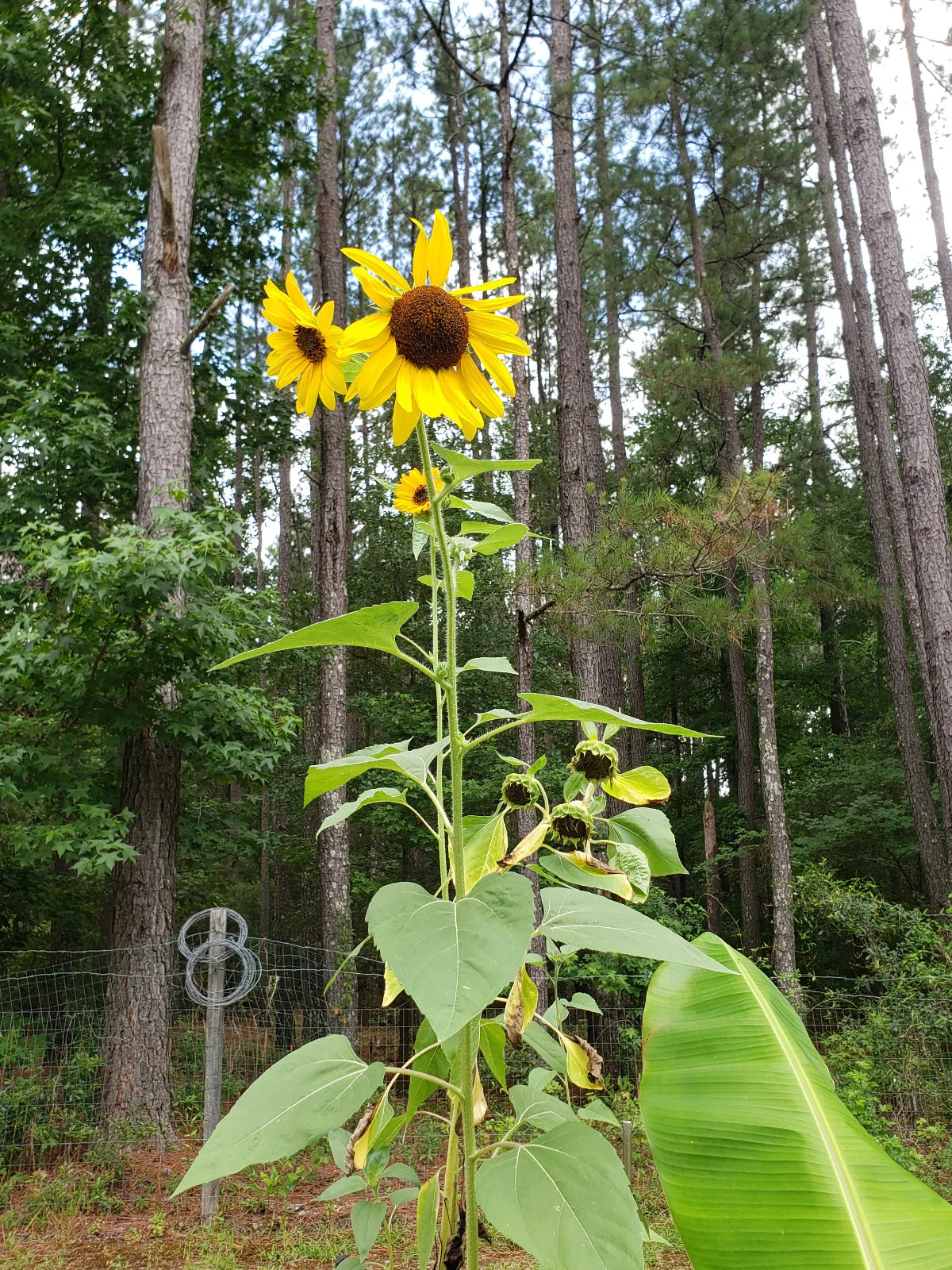 10+ Heirloom, Open Pollinated, Non GMO Garden Seeds Straight From My Garden