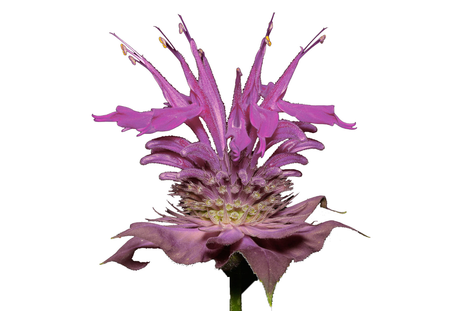 Bergamot Wild 600 +Seeds | Bee Balm A Perennial Medicinal Herb & Culinary Flower
