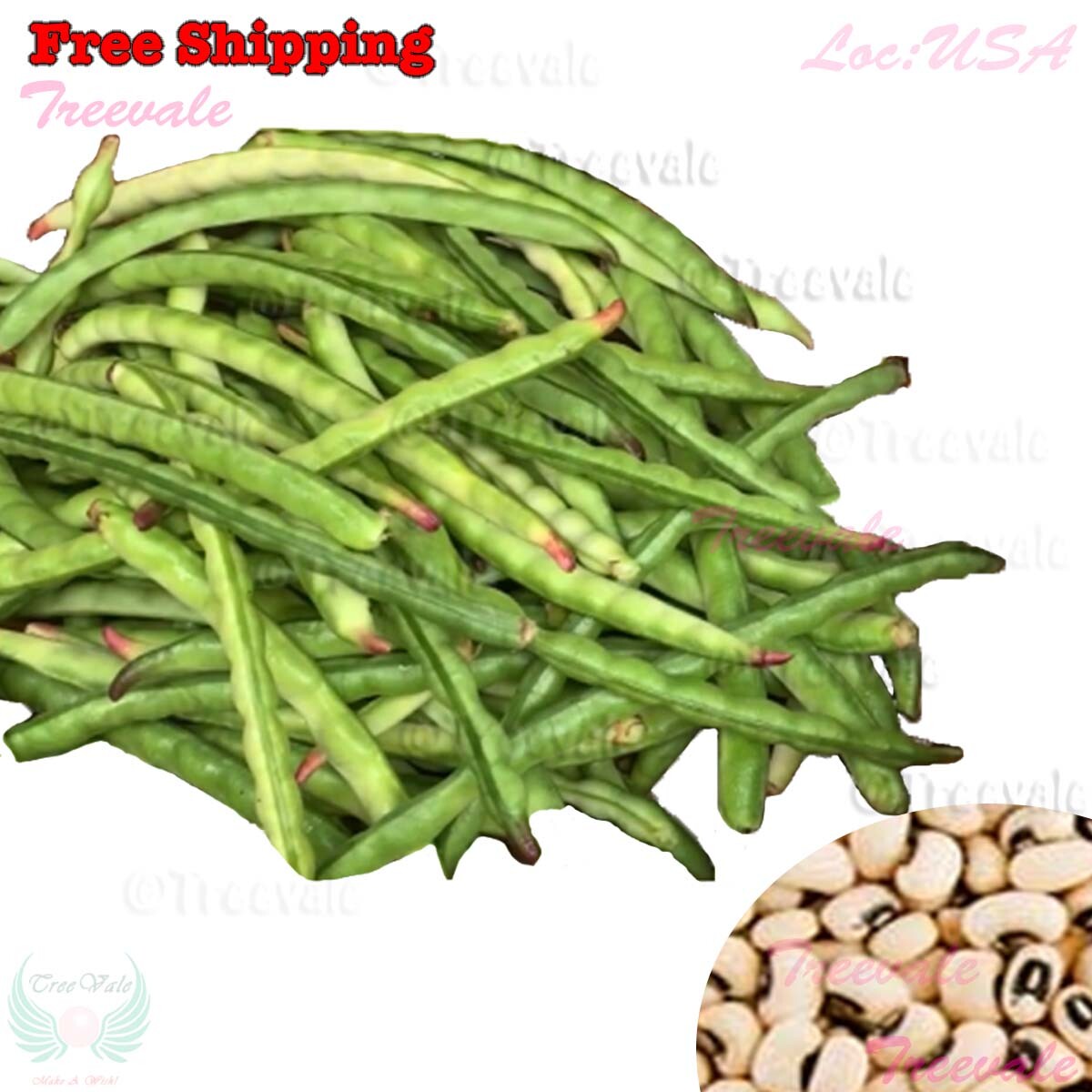 Black-eyed Pea SEEDS | Black Eye Pea, Cowpea, Crowder, Southern Pea SEEDS