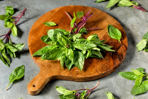 400 THAI BASIL SEEDS | SALE FREE SHIPPING NON GMO
