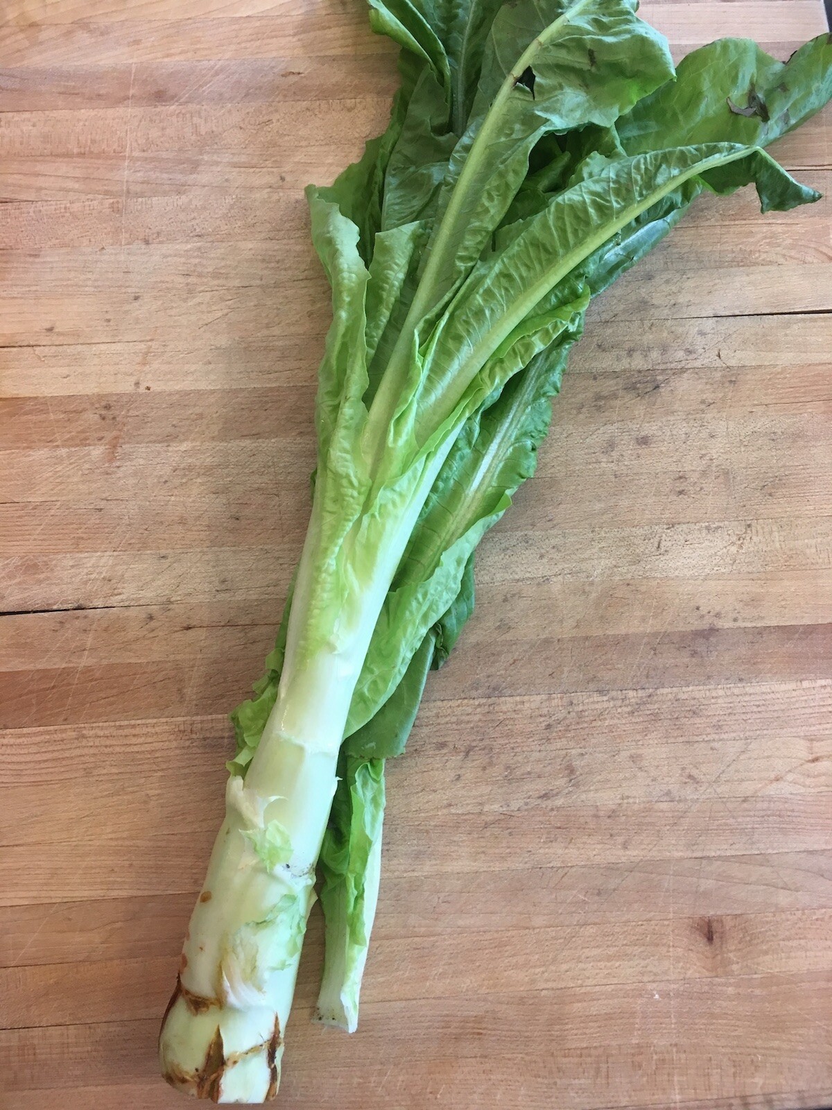 Celtuce Seeds | Summer 38 Chinese Stem Lettuce 莴笋 油麦菜 Asian Vegetable Seed 2024