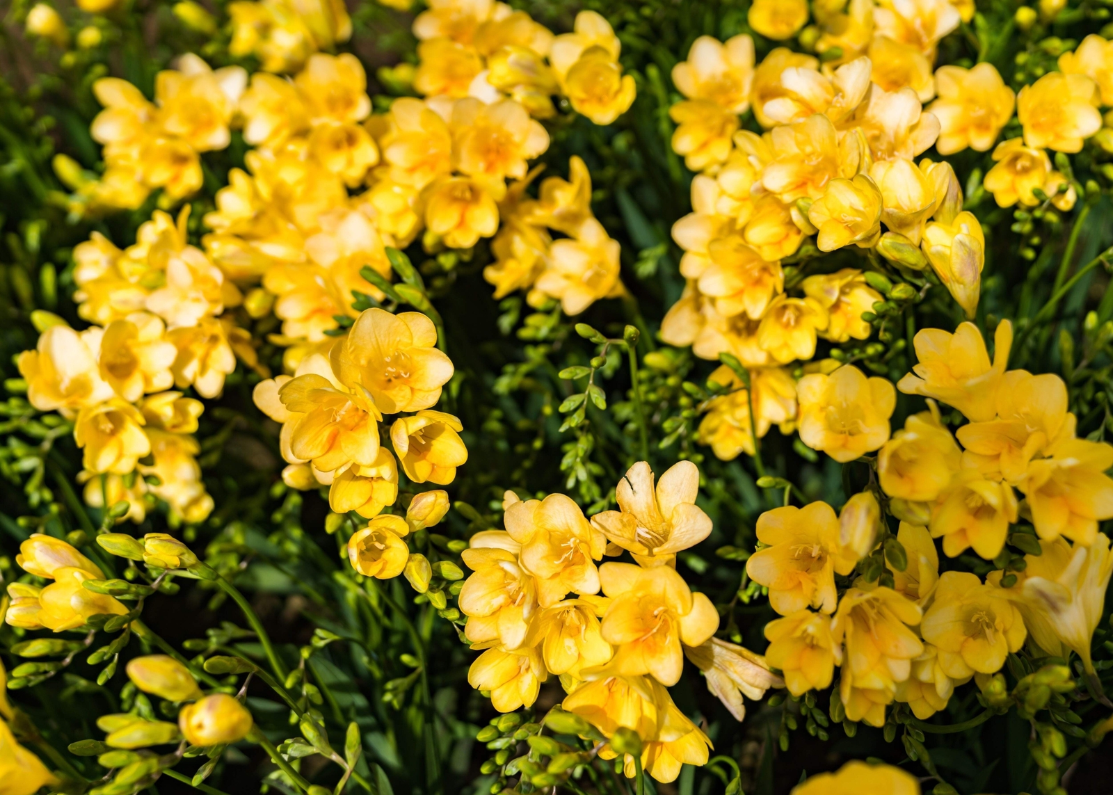 5 ROYAL CHAMPION MIX FREESIA Mixed Colors Pink Blue Purple Yellow + Flower Seeds