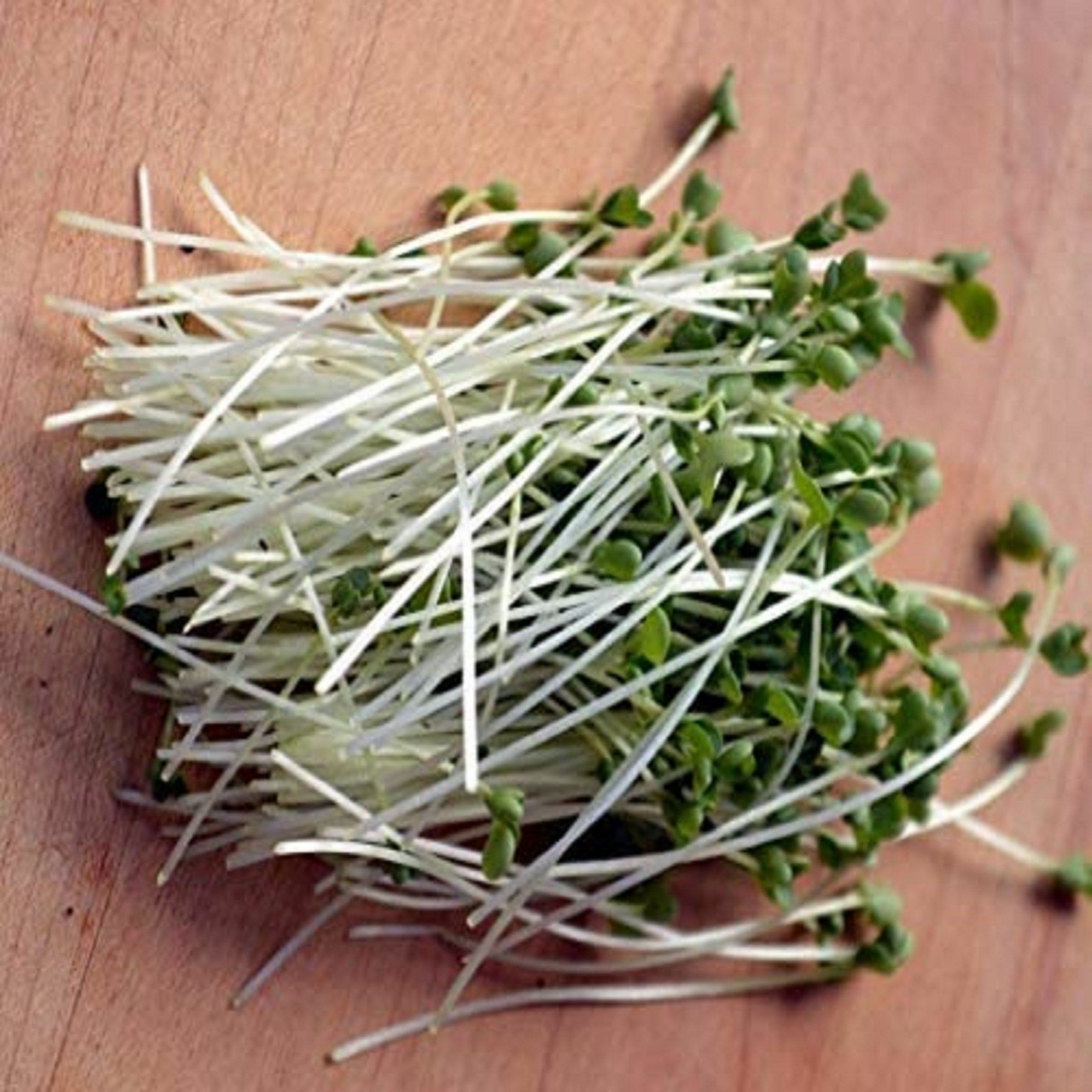 Kimmy’s kale seeds for sprouting microgreens ,”Cool Beans N Sprouts” USA brand.