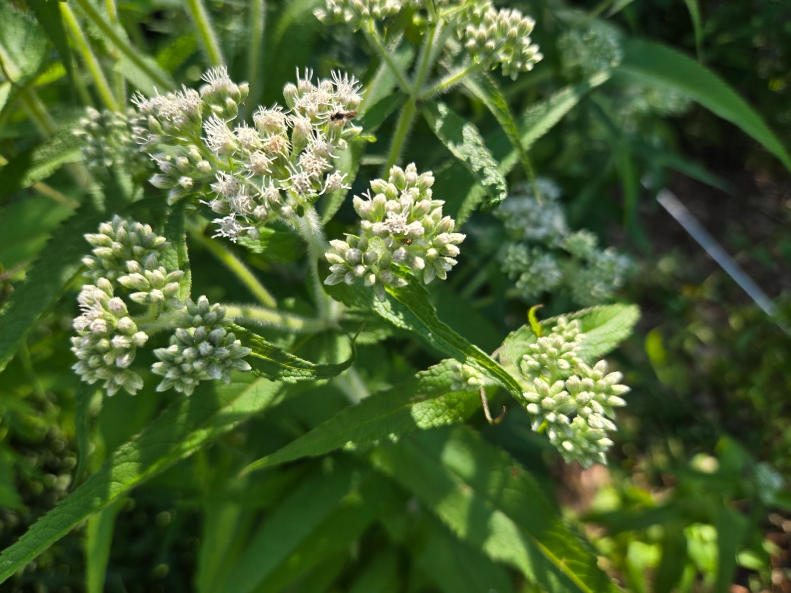 1/4 Teaspoon+ Common Boneset Seeds/Eupatorium perfoliatum/ US Eastern Native