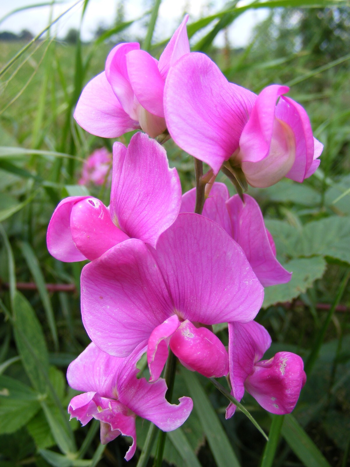 Perennial Pea, (Everlasting Pea), Lathyrus latifolius, Vine Seeds (Showy, Easy)