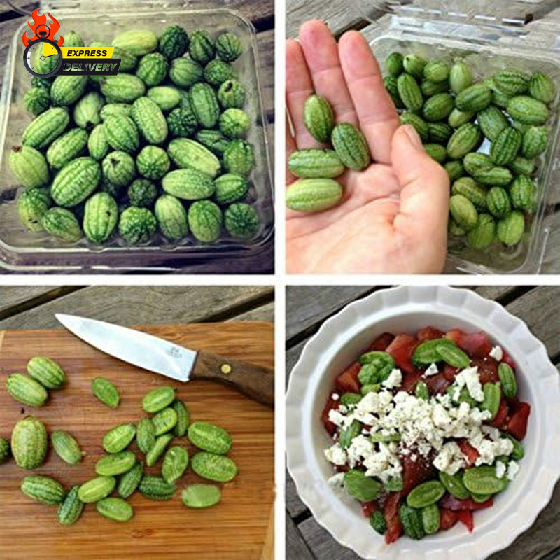 Mini Thumb Watermelon Fruit Vegetables Seeds 60+ Cucamelon Mexican Sour Gherkin