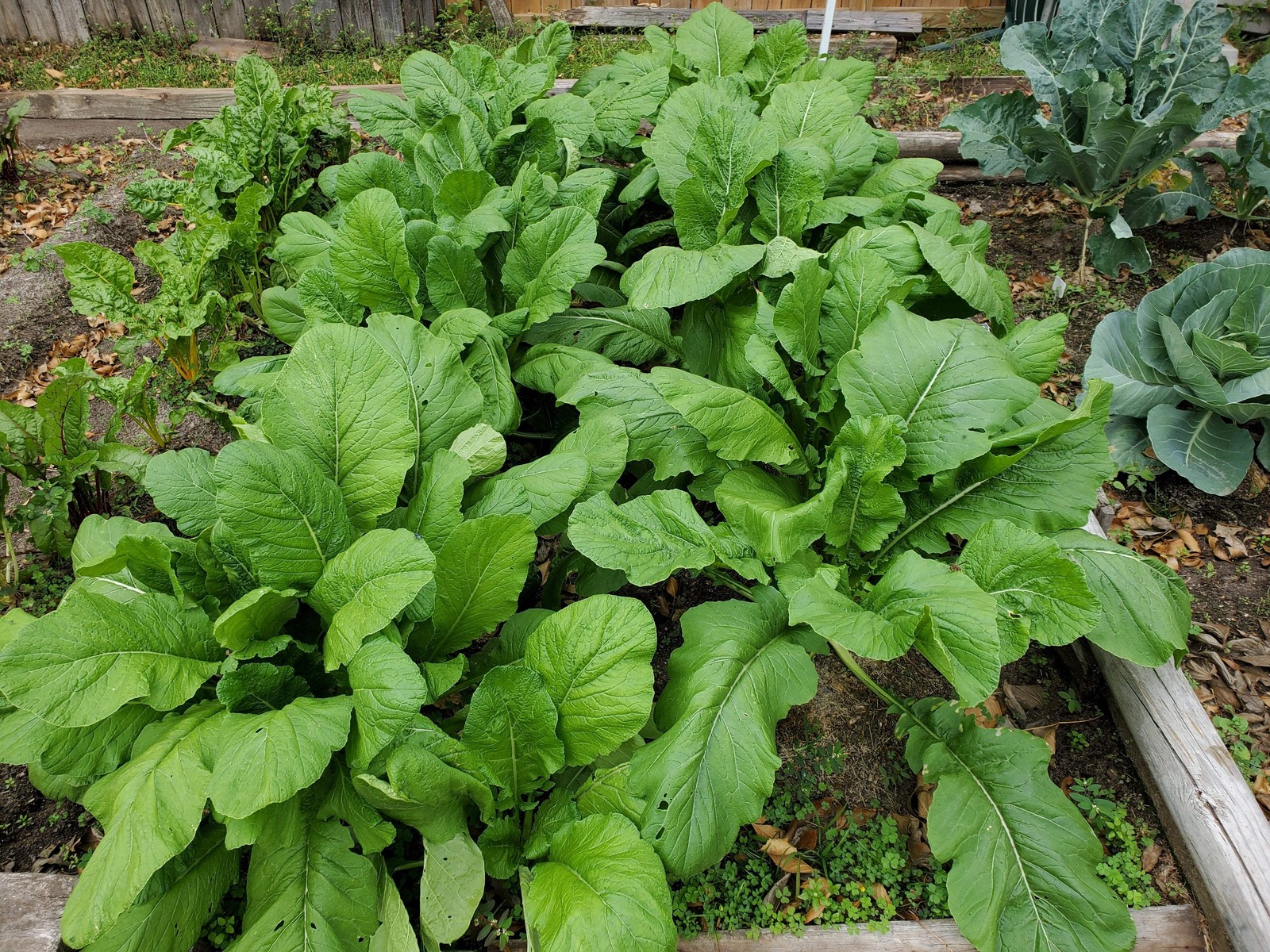1500 SEVEN TOP TURNIP For Leaf Greens & Sprouts Brassica Rapa Vegetable Seeds