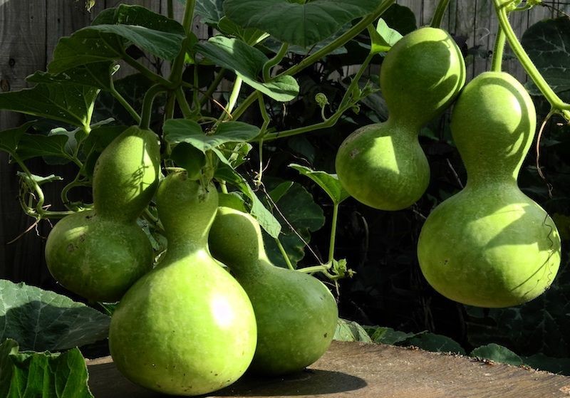 Birdhouse Bottle Gourd | Bird House Buddha Calabash Squash Craft Asian Seed 2023