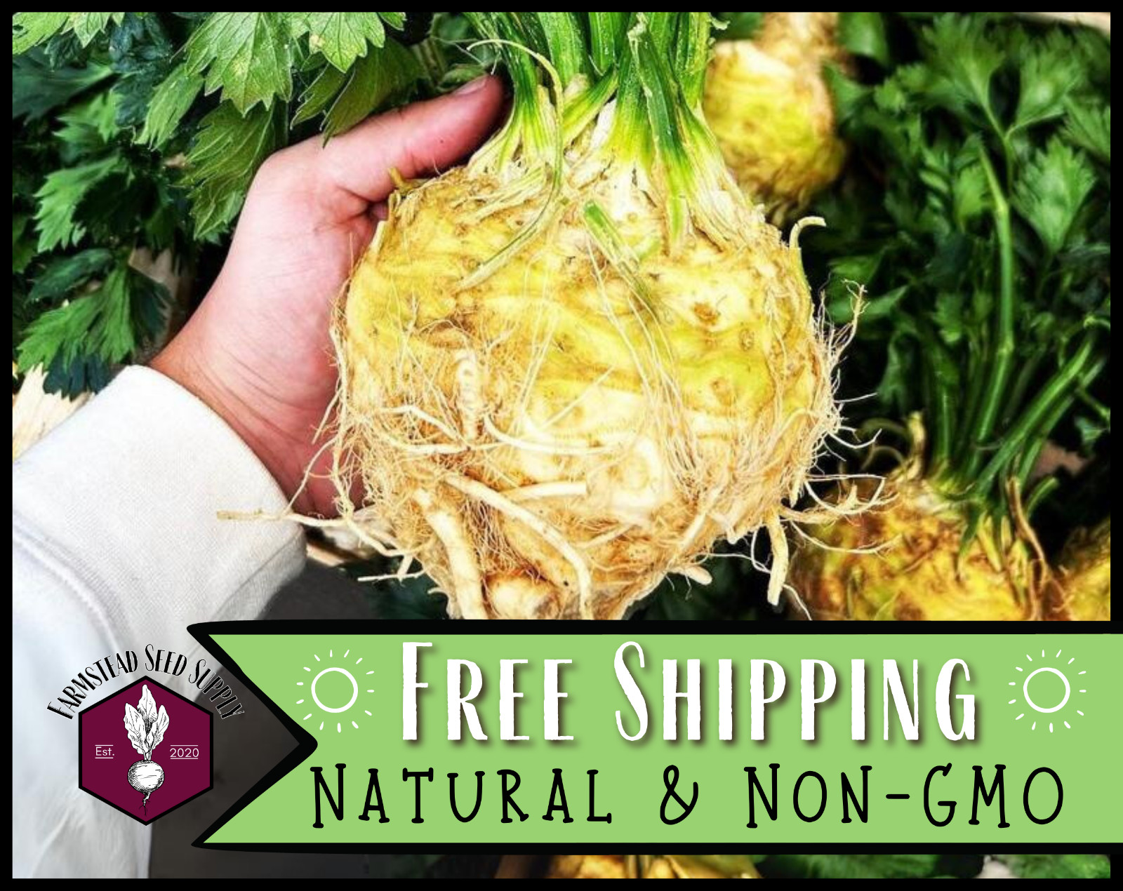 10,400+ Celeriac Seeds [Giant Prague] Vegetable Gardening, Heirloom, Non-GMO