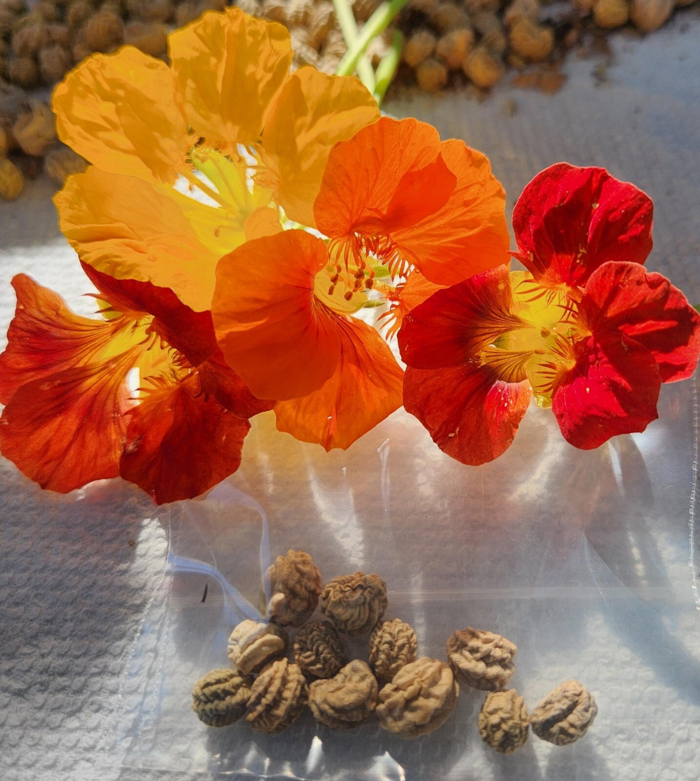 Nasturtium Seeds- (25 Seeds Pack)