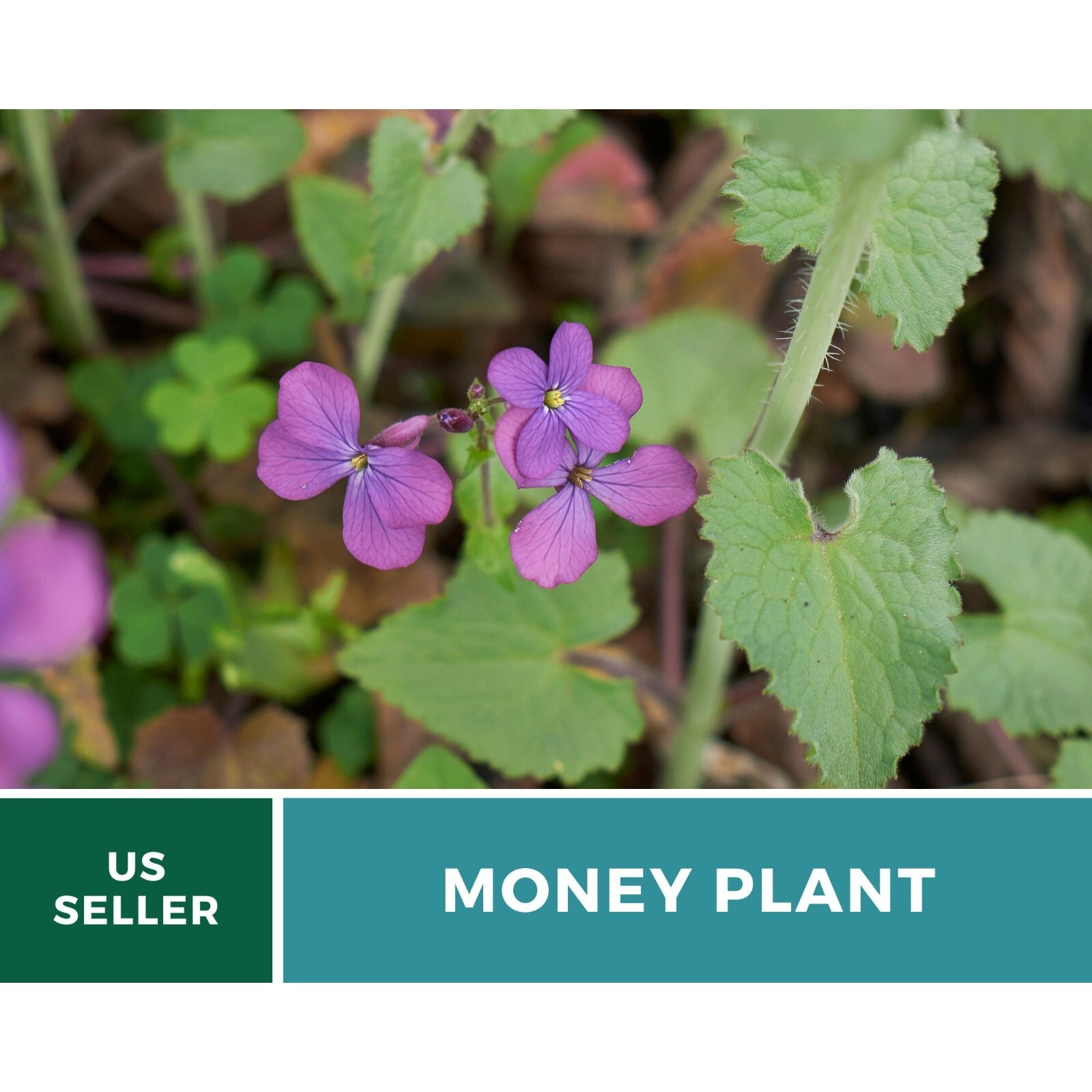 Money Plant (Honesty) – 20 Seeds – Heirloom Flower – Symbol of Prosperity and Ab