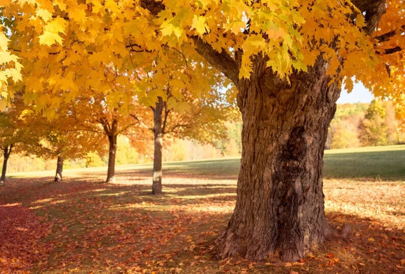 FAST GROWING TREE SEEDS: Sugar Maple (Acer Saccharum) | Size: 10-100 | Native