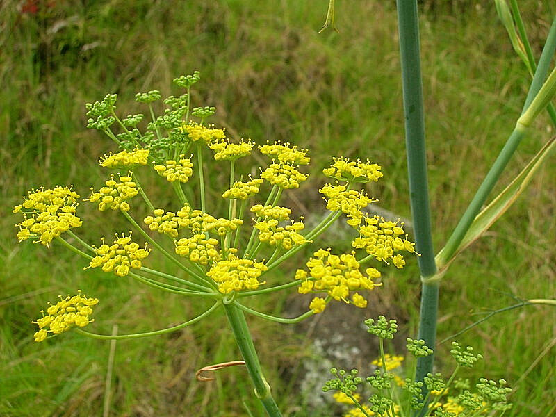 FENNEL 100 SEEDS, FERN-LIKE FOLIAGE, YELLOW FLOWERS, LICORICE FLAVER