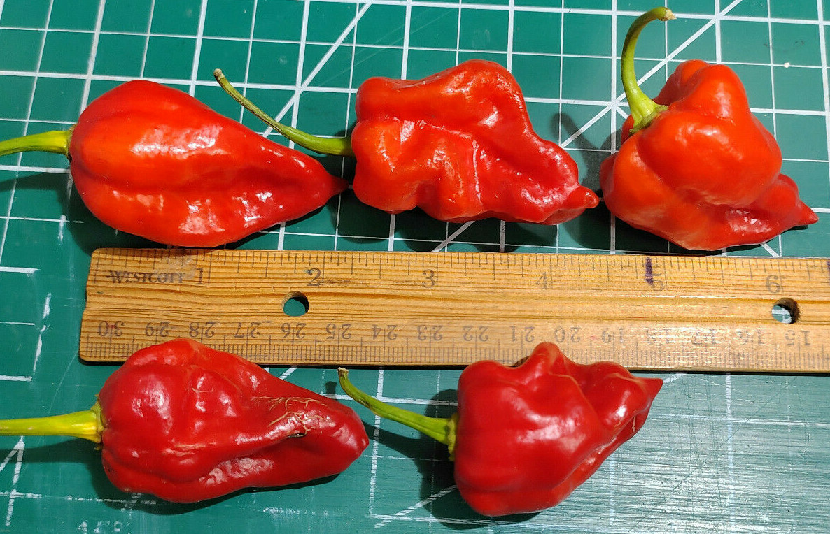 30+ RED SAVINA HABANERO CHILE PEPPER SEEDS Growing Instructions Included 2022