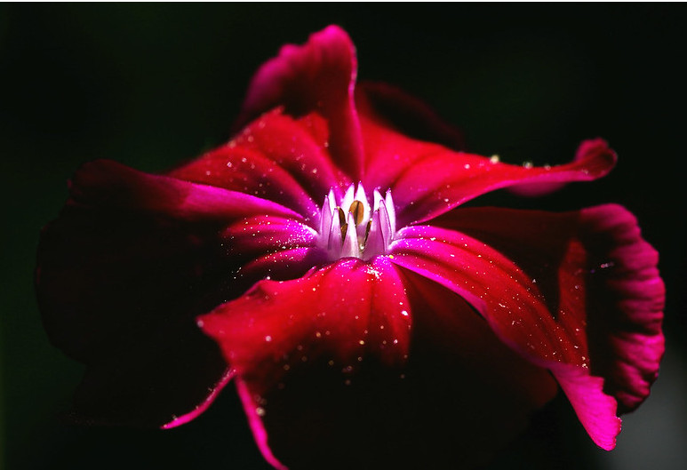 Lychnis Coronaria – Rose Campion seed