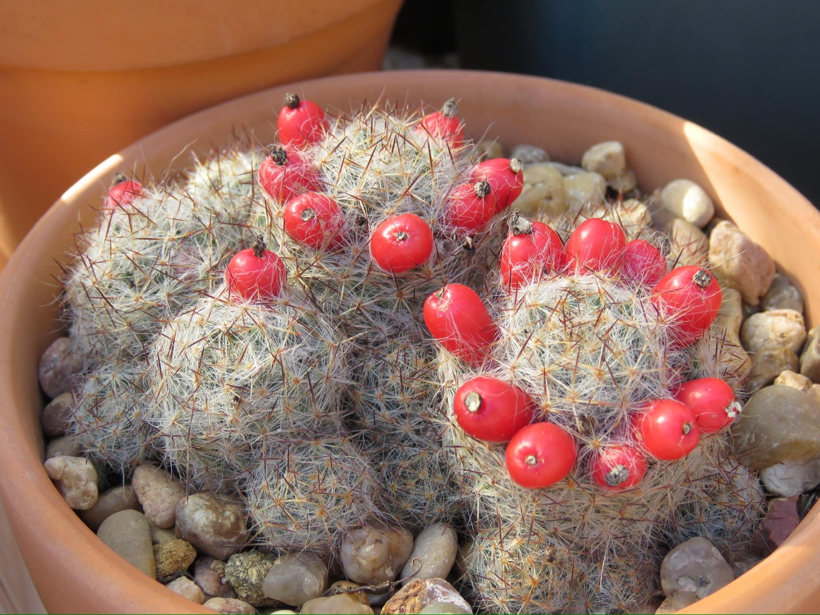 Seed- Mammillaria prolifera v. texana 25-100 seeds (2025-26))
