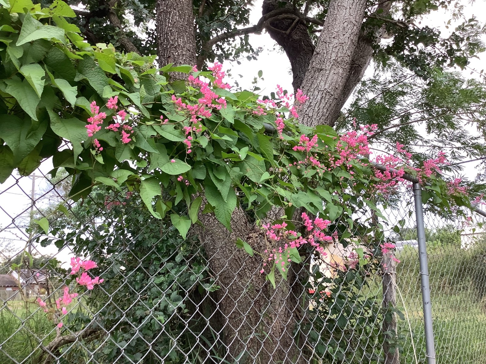 Coral Vine Seeds – Queen’s Wreath, Pink Climbing Flower Seeds