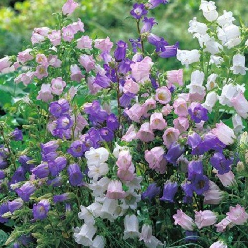 Canterbury Bells Flower Seeds Mixed Colors Campanula Cup & Saucer Vivid Flowers