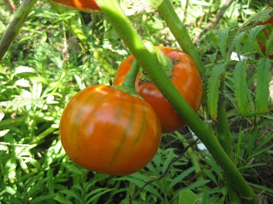 Eggplant Seeds Turkish Orange 50 thru 1,000 Orange Eggplant Seeds 65 to 85 days