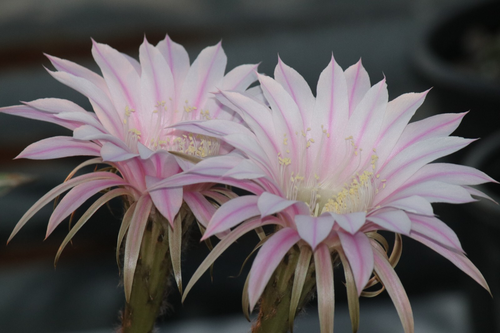 Echinopsis hybrid ‘Hans Sachs’