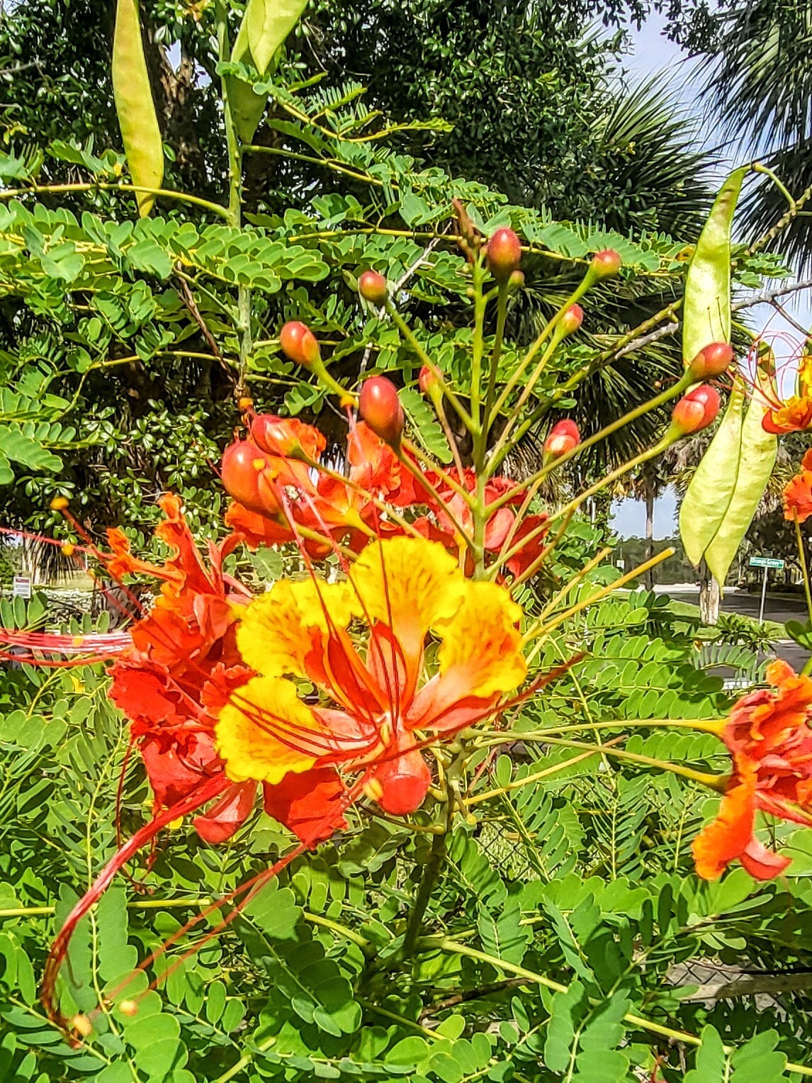 Tropical Seeds – Dwarf Poinciana …Pride Of Barbados 10Seeds-Caesalpinia