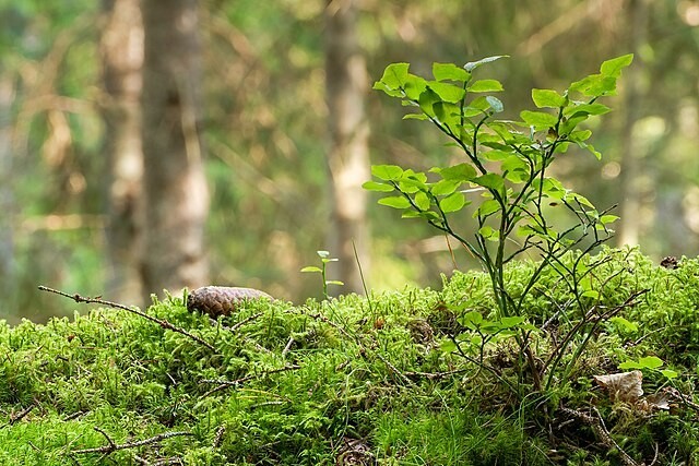 Vaccinium myrtillus | Bilberry | 20 Seeds